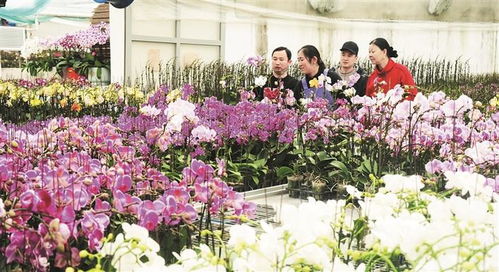 花卉俏銷(xiāo)的背后 消費(fèi)升級(jí)與生活美學(xué)的雙重奏
